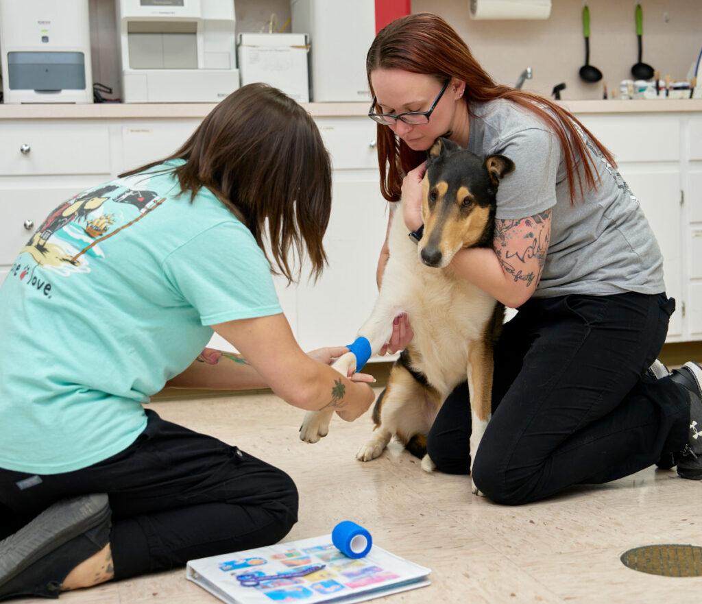 Veterinarian bandaging a pet's paw